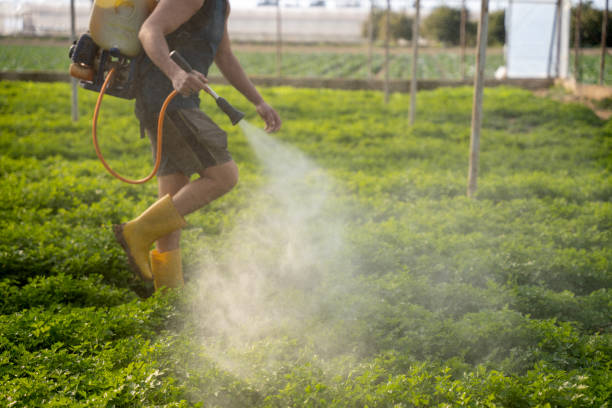 Best Local Pest Control Services  in Country Walk, FL