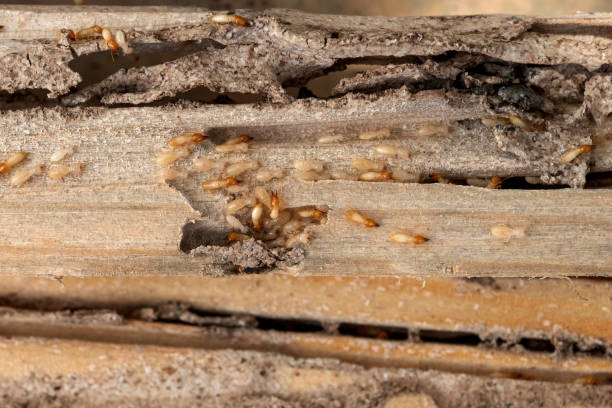 Professional Pest Control in Country Walk, FL